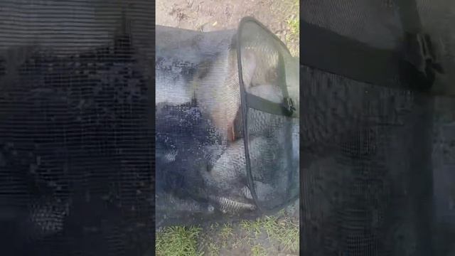 #рыбалка #нарыбалке #платнаярыбалка #карповаяловля #игумное смотреть онлайн