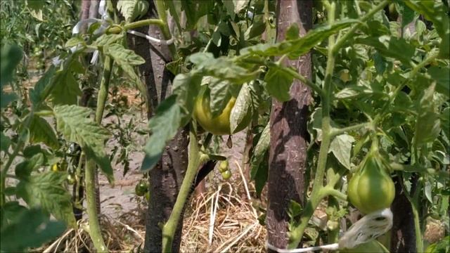 Томат ? Японский ТРЮФЕЛЬ Золотой от СибСада. смотреть онлайн