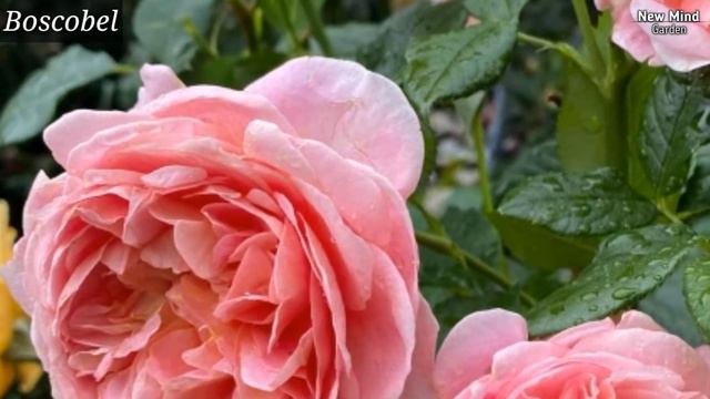 15 Very Beautiful Rose Varieties With Names Or IDs | Rose Varieties