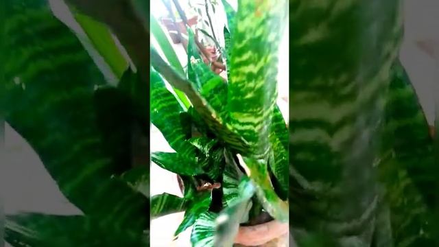 Sansevieria Zeylanica HousePlant - Plant Care & Benefits - Best Indoor HousePlants #shorts смотреть онлайн
