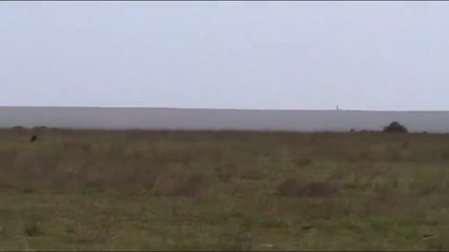 Курцхаар Grando Garipps 10 мес , дерби. смотреть онлайн