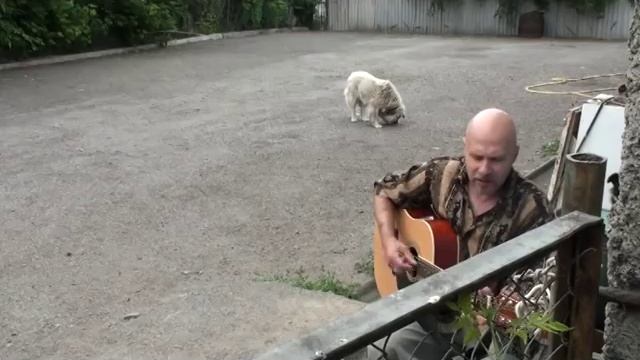 Друзья мои собаки смотреть онлайн