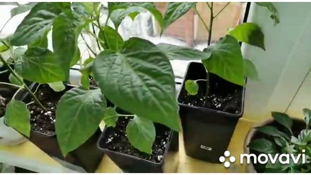 Лук Эксибишен идр. после стрижки,петуния, непригодные семена томатов, обзор стеллажа с рассадой смотреть онлайн