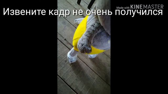 Басики не слушаются!!!!! 😤😤😤 смотреть онлайн