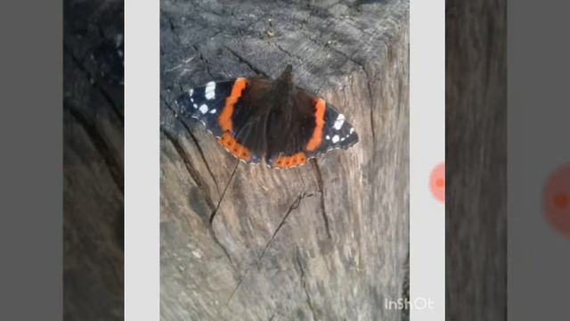 Ретушь фото на телефоне. Бабочка. #еленагалкина #idizain смотреть онлайн