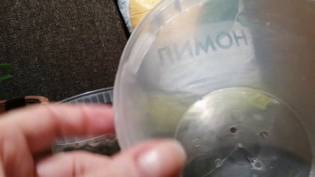 11 января посадила лимоны и что стало! смотреть онлайн