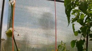 Томат Любимый праздник. Вкусный, но повторять не буду!