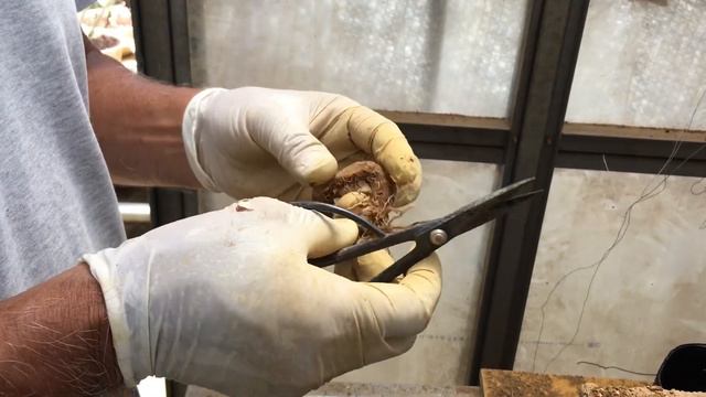 【植え替え】知って得する！！幹元に枝を作る二つ方法椿盆栽・やじま園@tane.bonsai смотреть онлайн