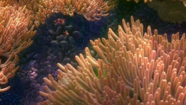 К. Сен-Санс сюїта «Карнавал тварин» Акваріум смотреть онлайн