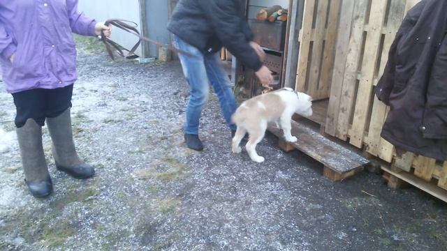 САО. АЛАБАИ/ ВОЛКОДАВЫ. ДУНЯШИНА ДОЧЬ ( 3 месяца щенку). смотреть онлайн