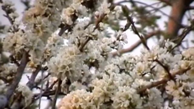 Цветущий май смотреть онлайн