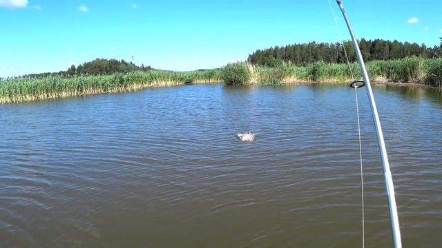 Рыбалка на спиннинг. Вот так клевое место, щука одна за другой !!! смотреть онлайн