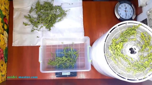 Сушка рукколы – 2 кг смотреть онлайн