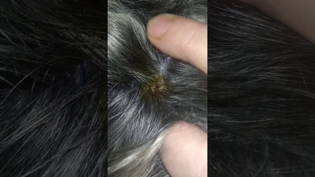 Как извлечь клеща у собаки, с помощью йода!!!