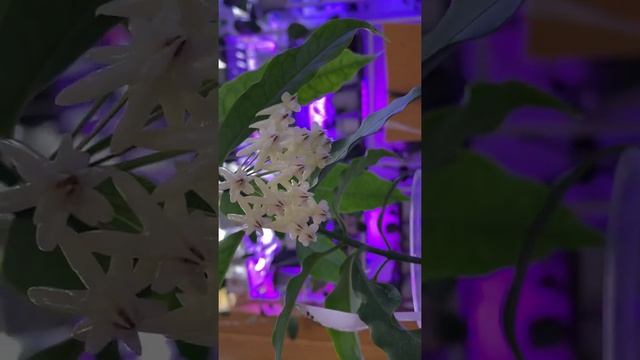 Цветение хойи Локии ( Hoya Lockii) смотреть онлайн