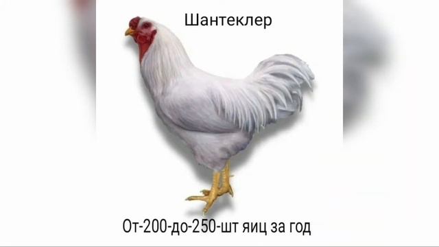Топ-50 лучших парод кур. смотреть онлайн