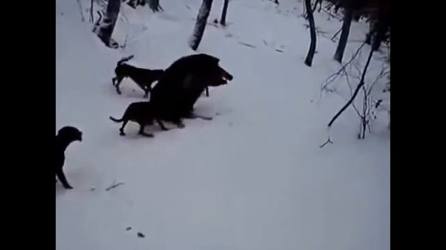 ОХОТА НА КАБАНА С СОБАКАМИ смотреть онлайн