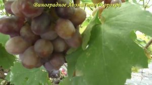 Кишмиш Сказка - это действительно сказка и мечта любого виноградаря