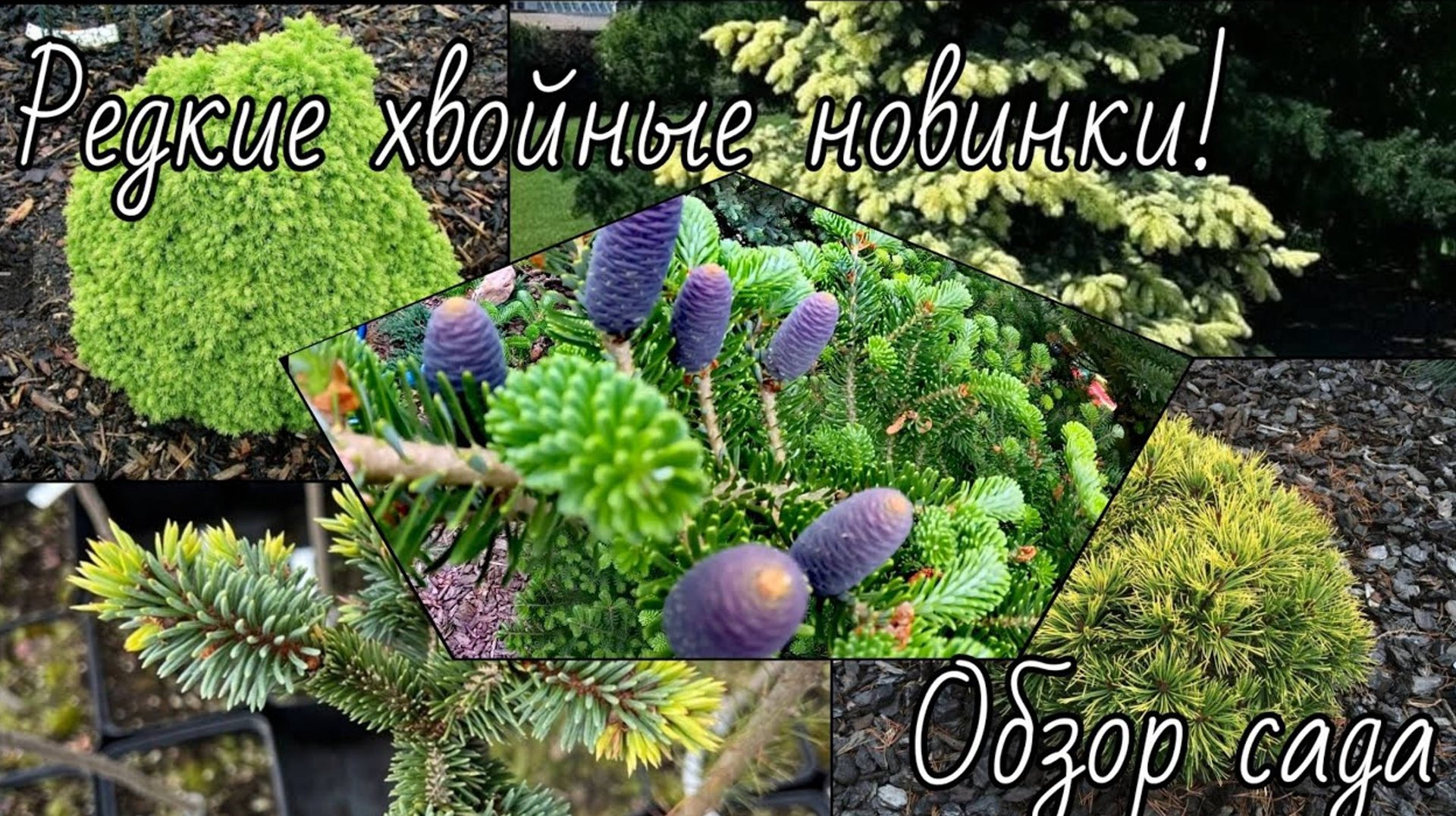 Редкие хвойные новинки!🔥 Обзор хвойного сада 🌲10 июня 2024г смотреть онлайн