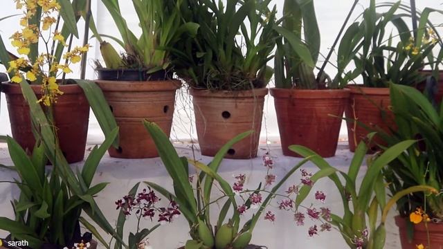 Orchid varieties and flowers ! dendrobium ! phalaenopsis ! Vanda ! mokkara ! смотреть онлайн