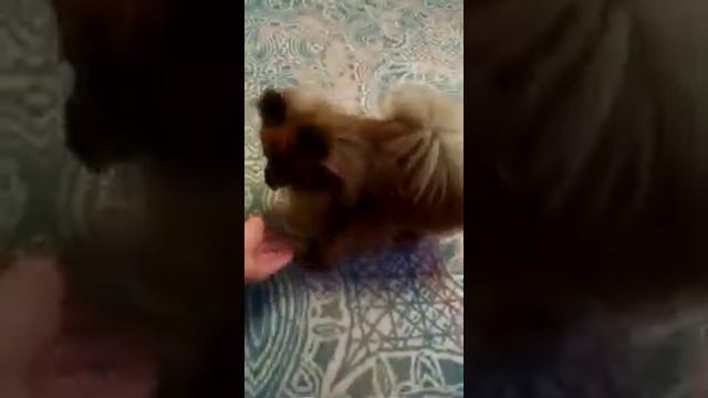 Шпиц нападает на руку смотреть онлайн