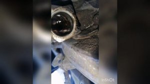 murano z50 Чистка электромагнитный клапан фаза регулятор..mp4