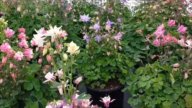 Best Perennials - Aquilegia Biedermeier (Columbine) смотреть онлайн