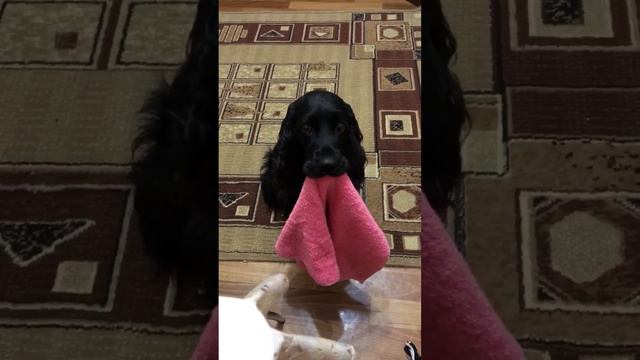 ПоПроШайКа) Черная Дженни.