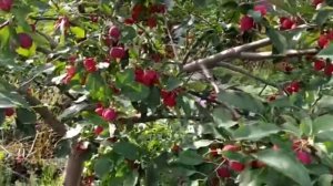 АРОМАТНАЯ РАНЕТКА ФОНАРИК