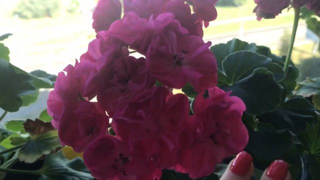 Пеларгонии в начале осени на балконе? смотреть онлайн