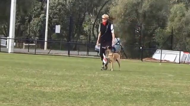 2015 Nordenstamm Yes - Obedience @Australian National Open IPO Championship смотреть онлайн