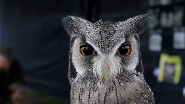 На похоронах тёщи пьяный зять упал в могилу прямо на гроб! Доски треснули – из глубины раздался сто смотреть онлайн