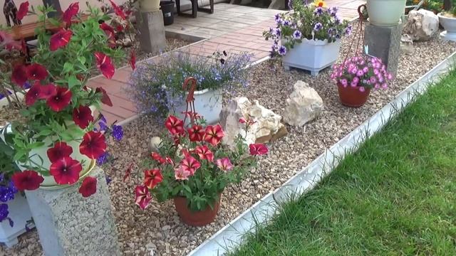 ВЕГЕТАТИВНЫЕ ПЕТУНИИ осенью. Все о сортах. МОЙ ОПЫТ. Что выбрать на следующий сезон. смотреть онлайн