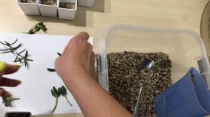 Размножение крассулы капителла бен / Crassula CAPITELLA BEN