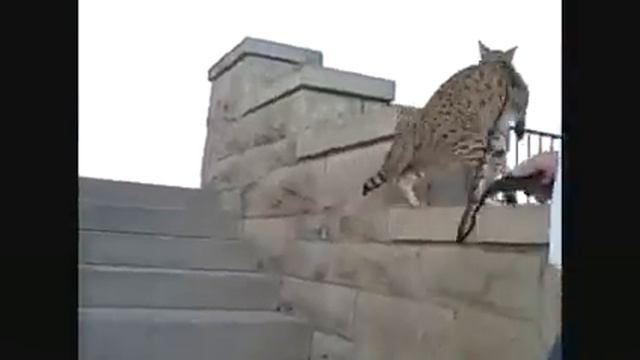 Ашера. смотреть онлайн
