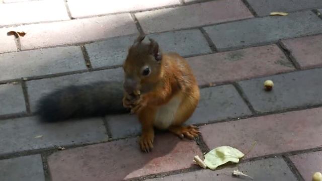 Белко 2 смотреть онлайн