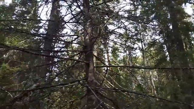 Поход по грибы. их там полно смотреть онлайн