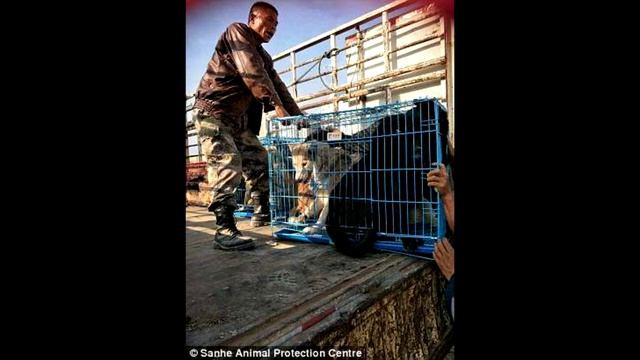 Собака плачет... Узнав причину вы не сможете сдержать слёз... смотреть онлайн