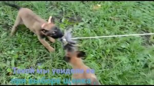 Щенок Бельгийской овчарки Малинуа 1,5 месяца.