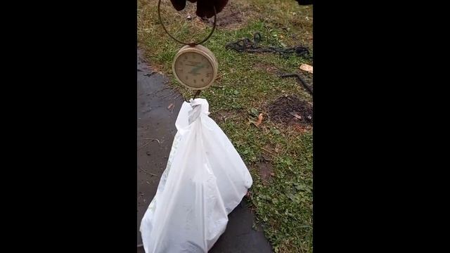 Где найти медь осенью в деревне? Все очень просто. смотри и читай комментарии Поиск цветных металло смотреть онлайн