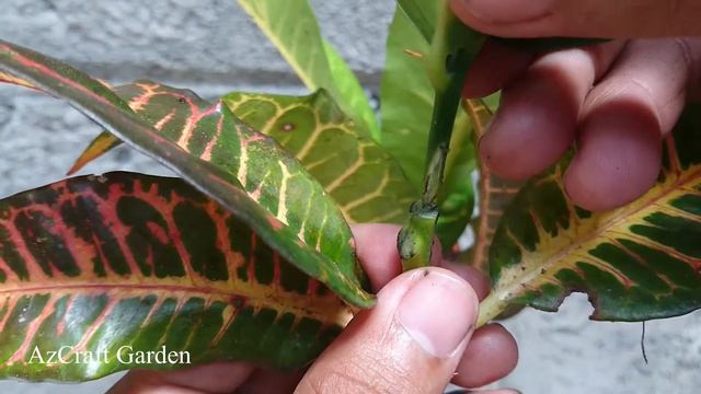 How to graft croton plants (Codiaeum variegatum) different types l Step by step смотреть онлайн