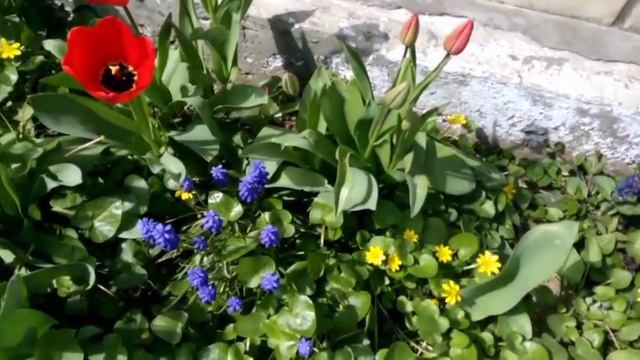 Цветы Анапы 2017. смотреть онлайн