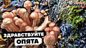 Каждый пенёк с опятами.Сбор опят глубокой осенью.