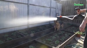 Опрыскиватель STIHL SR 430. Экономим силы и время.