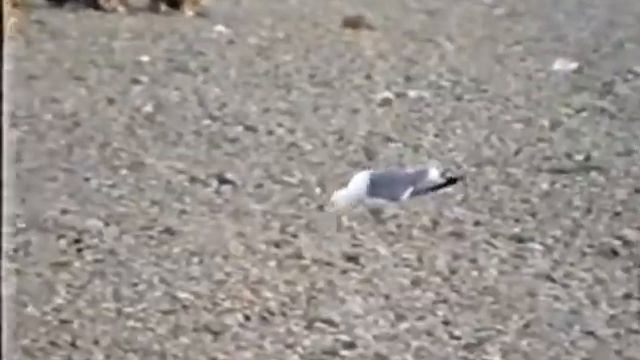 Ейск 2000. ВИДЕО смотреть онлайн