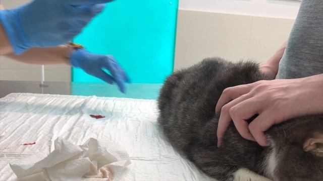 Моя кошка умерла. смотреть онлайн