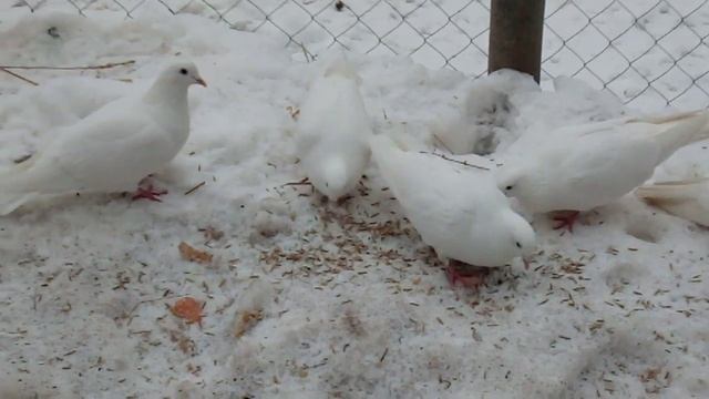 Пермский высоколетный - порода высоколетнных голубей, выведенная голубеводами г Перми в начале ХХ в смотреть онлайн