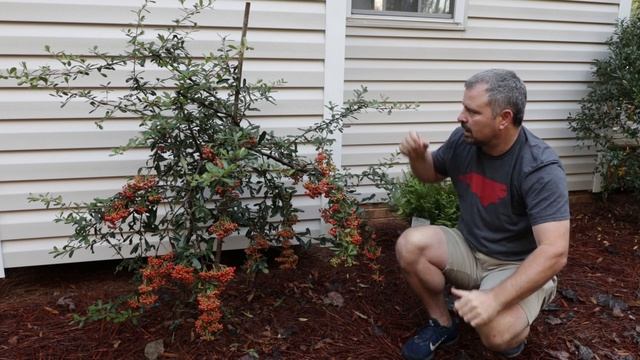 Victory Pyracantha - Intense Red Berry Clusters смотреть онлайн