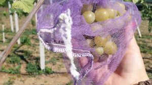 беседочная формировка молодых виноградных кустов