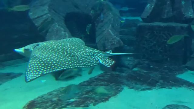 Подводное царство.